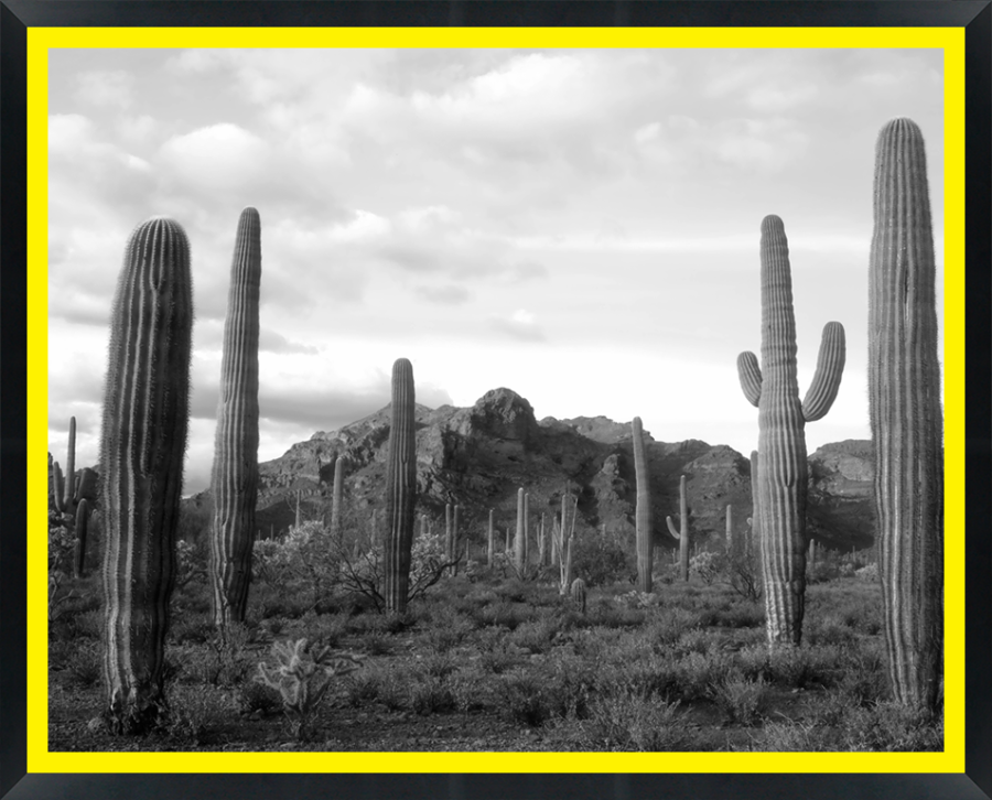D30151 — Super 8 headboard artwork, Arizona