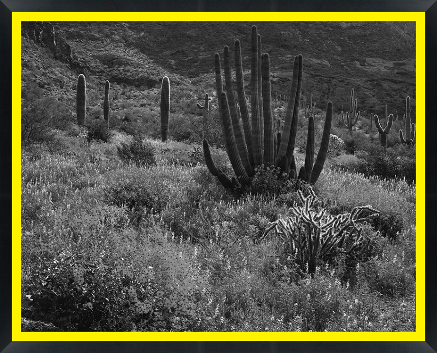D30152 — Super 8 headboard artwork, Arizona