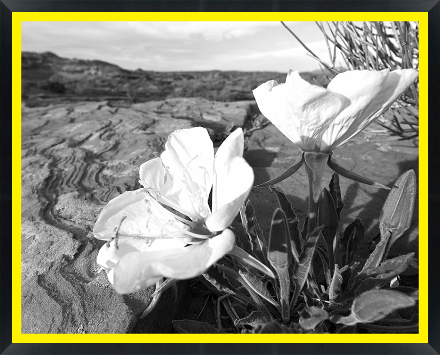 D08074 — Super 8 headboard artwork, Arizona