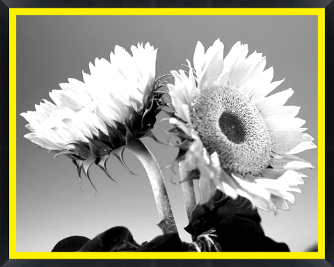 D29837 — Super 8 headboard artwork