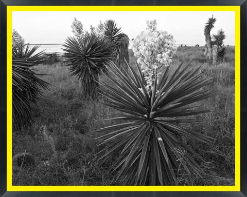 D02768 — Super 8 headboard artwork, Texas
