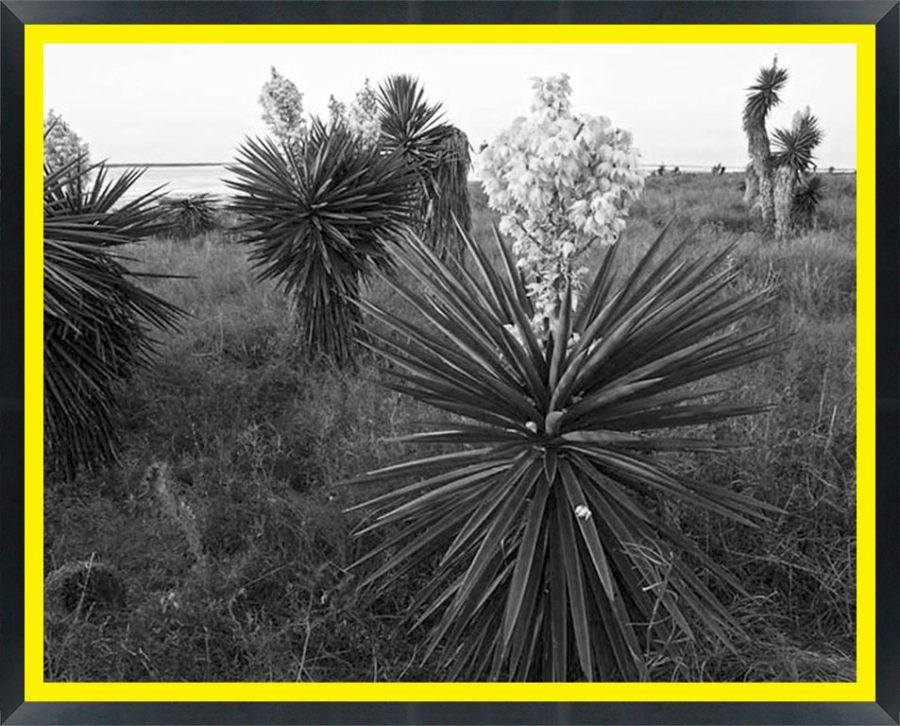 D02768 — Super 8 headboard artwork, Texas