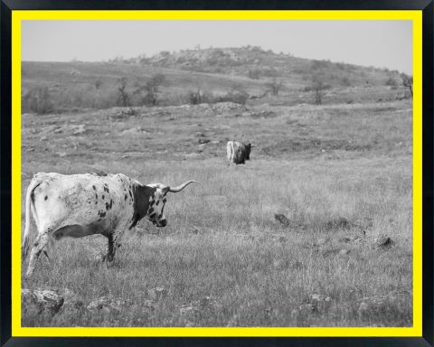 USA, Oklahoma, Wichita Mountains National Wildlife Refuge, Longhorn Cattle