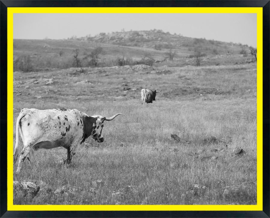 USA, Oklahoma, Wichita Mountains National Wildlife Refuge, Longhorn Cattle