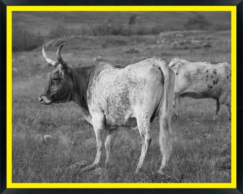 USA, Oklahoma, Wichita Mountains National Wildlife Refuge, Longhorn Cattle