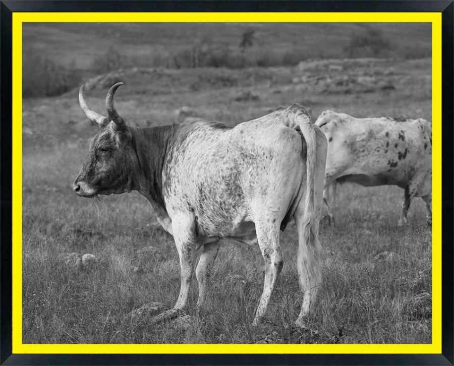 USA, Oklahoma, Wichita Mountains National Wildlife Refuge, Longhorn Cattle