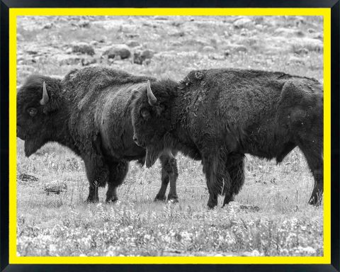 USA, Oklahoma, Wichita Mountains National Wildlife Refuge. Bisons and flowers in field.