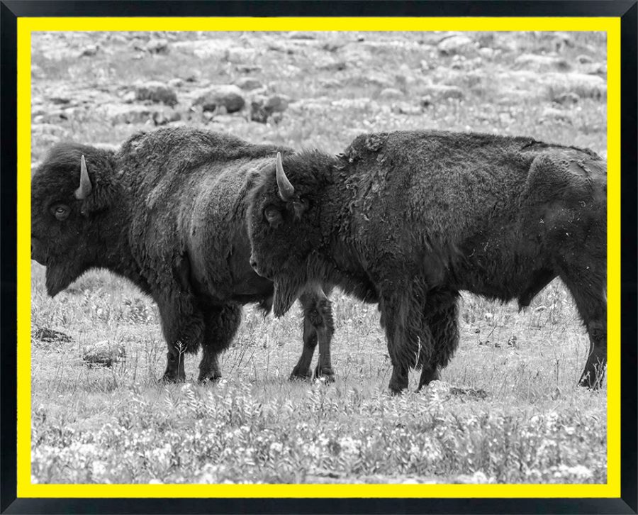 USA, Oklahoma, Wichita Mountains National Wildlife Refuge. Bisons and flowers in field.