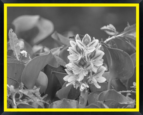 USA, Oklahoma, Wichita Mountains National Wildlife Refuge. Water hyacinth flowers close-up.