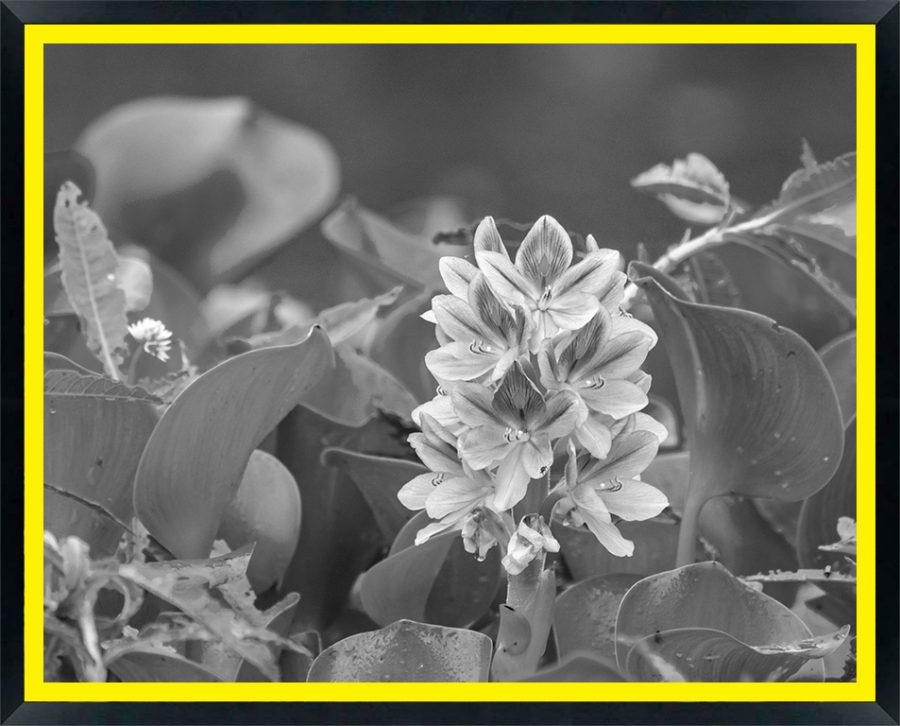 USA, Oklahoma, Wichita Mountains National Wildlife Refuge. Water hyacinth flowers close-up.