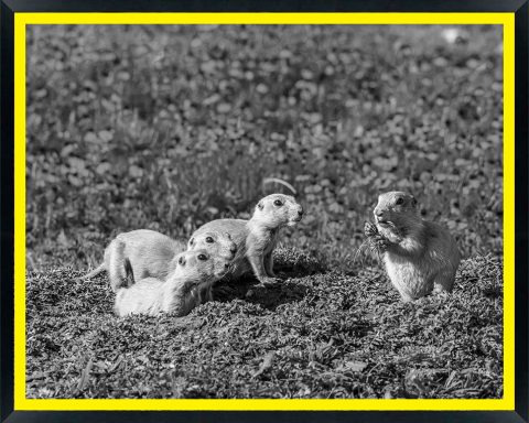 USA, Oklahoma, Wichita Mountains National Wildlife Refuge. Prairie dog babies at burrow. Credit as: Cathy and Gordon Illg / Jaynes Gallery / DanitaDelimont. com