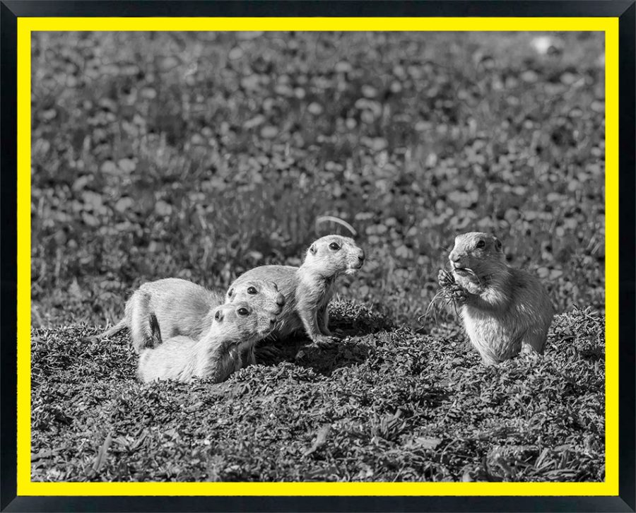 USA, Oklahoma, Wichita Mountains National Wildlife Refuge. Prairie dog babies at burrow. Credit as: Cathy and Gordon Illg / Jaynes Gallery / DanitaDelimont. com